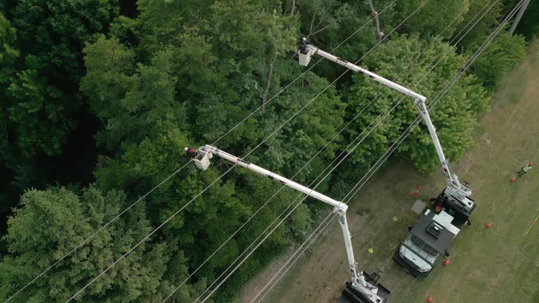 How Our Tree Care Process Works  in Manchester, MI